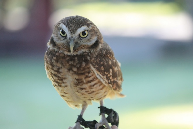 Burrowing Owl Lethbridge, AB