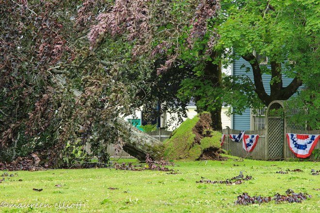 Hurricane Arthur -uprooted trees in Lubec, Maine Lubec, ME, United States
