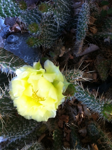prickly pear cactus flower Raymond, Alberta Canada