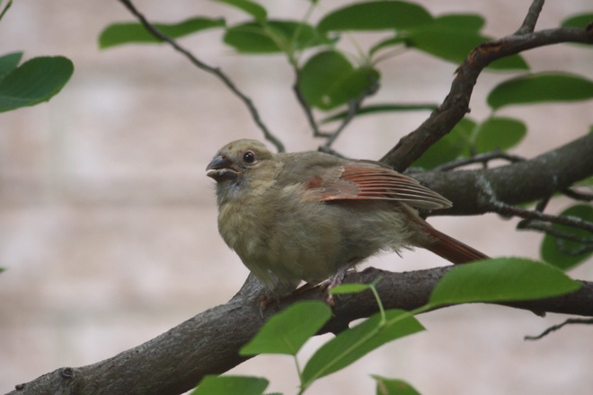 Baby Cardinal and Dad !!! Orangeville, ON