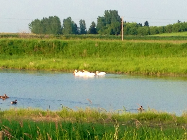 pelicans Saskatoon, Saskatchewan Canada