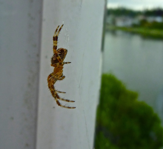 Itsy bitsy spider .... Comox, BC