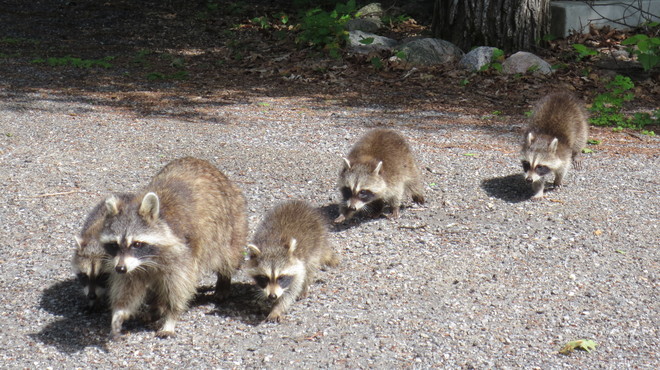 Racoon Family Wakefield, Quebec, QC