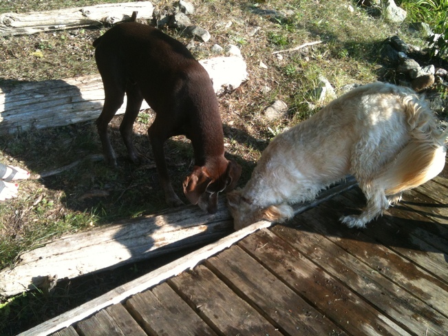 Chloe (R) & Griffin (L) trying to get the ball they lost under the dock! Fenelon Falls, Kawartha Lakes, ON