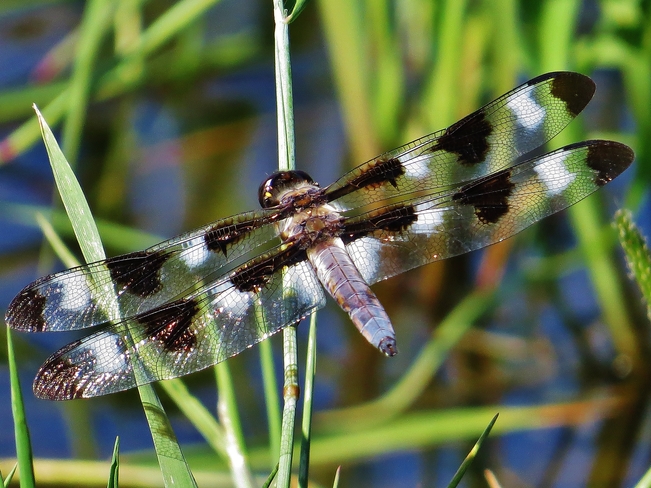 Dragonfly resting after latest catch! 5-7 Champlain Park Road, North Bay, ON P1A 1S2, Canada