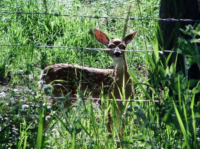Deer Fauquier, BC