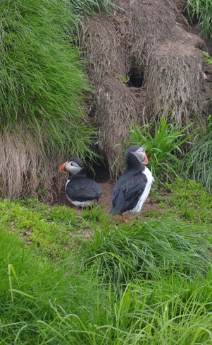 Puffins nesting Witless Bay, NL