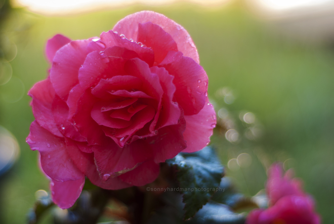 Pink Rose Richmond, BC