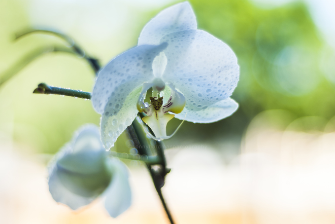 White Orchid Richmond, BC