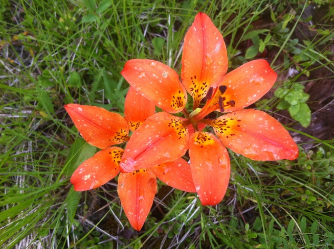 wild lily Cranbrook, British Columbia Canada