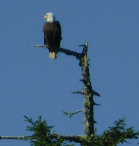 A perch on the tallest tree Ucluelet, BC
