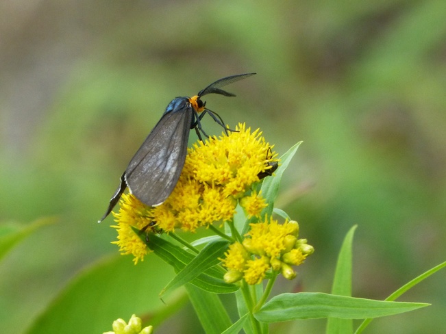 insectes Dolbeau-Mistassini, Québec Canada