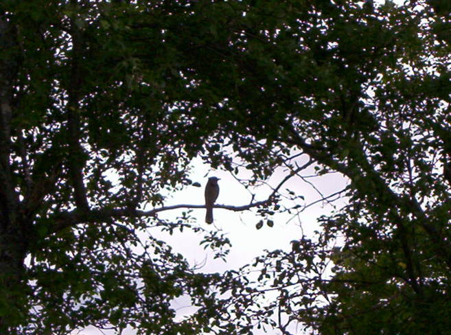 Blue Jay perching in the apple tree. Newtown, Nova Scotia
