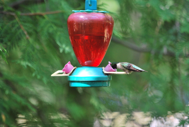 Hummingbird Oshawa, ON