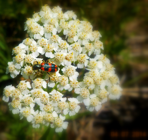 Beautiful Insects Sudbury, ON