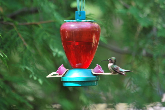 My Hummingbird Oshawa, ON