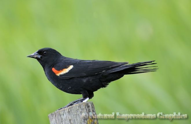 Blackbirds in the marsh Tofield, Alberta