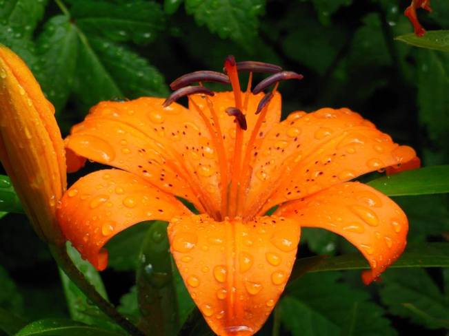 Lily after a rainfall Courtenay, BC
