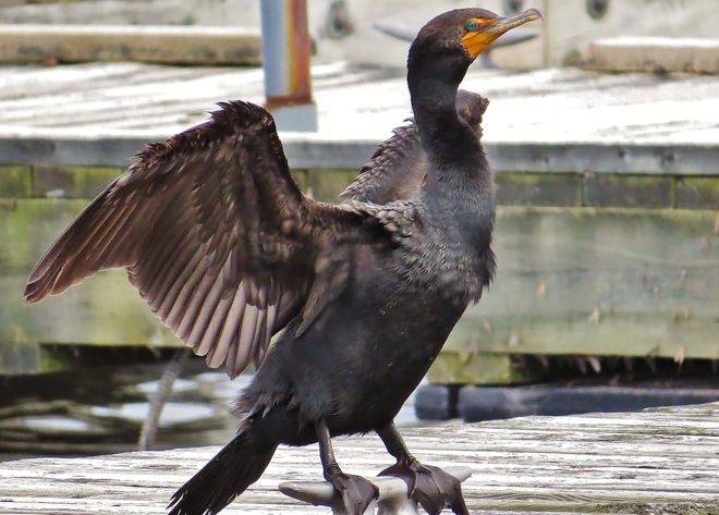 Double-crested Cormorant in drying stance. 11 Memorial Drive, North Bay, ON P1B 4G6, Canada