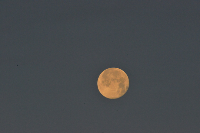 Full Moon About to Vanish in Morning Light Lethbridge, Alberta Canada
