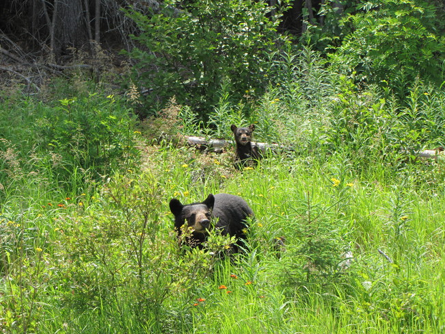 Black bear and cub Foleyet, ON
