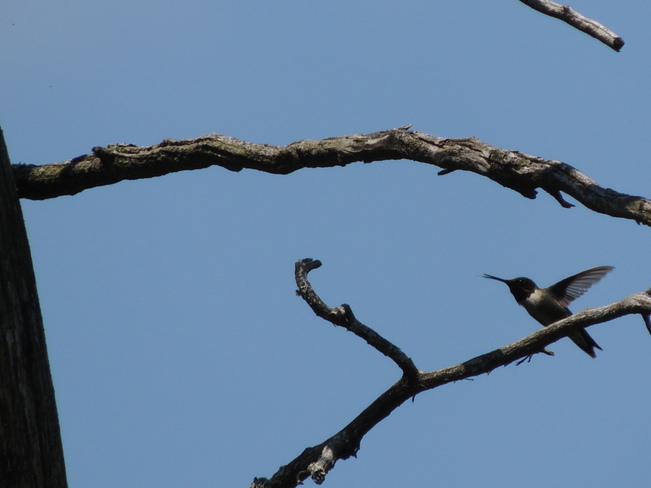 Hummingbird in flight Bruce's Mill Conservation Area, Stouffville Road, Whitchurch-Stouffville, ON