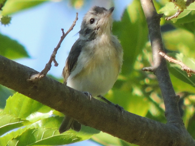 Mystery Bird ... Yellow-bellied Flycatcher baby? Nanticoke, ON