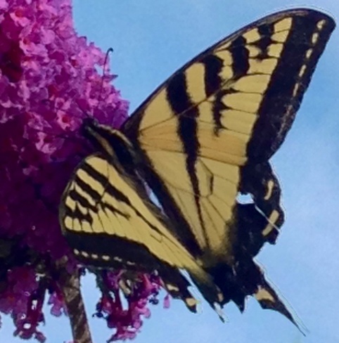 yellow & black butterfly North Vancouver, British Columbia Canada