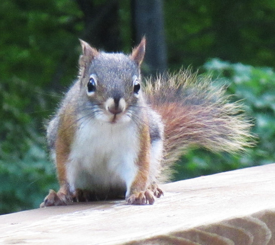 RED Squirrels abundance on our deck Bancroft, ON