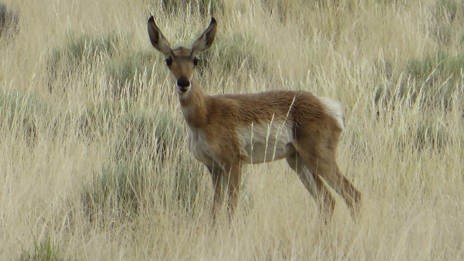 Antilope on Navajo Land ,Arizona USA Flagstaff, Arizona, USA