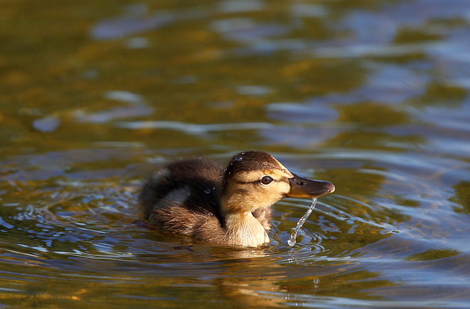 Summer duckling Vancouver, BC