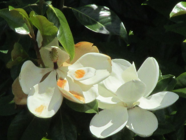 magnolia flowers Surrey, BC
