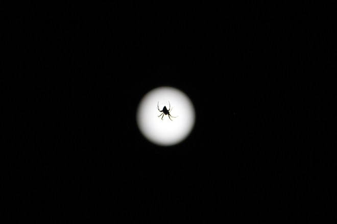 Super-spider on the Supermoon Windsor, ON