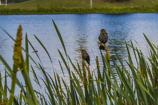 Les oiseaux Ã  Rouyn-Noranda (Lac Osisko) Lac Osisko, Rouyn-Noranda, QC