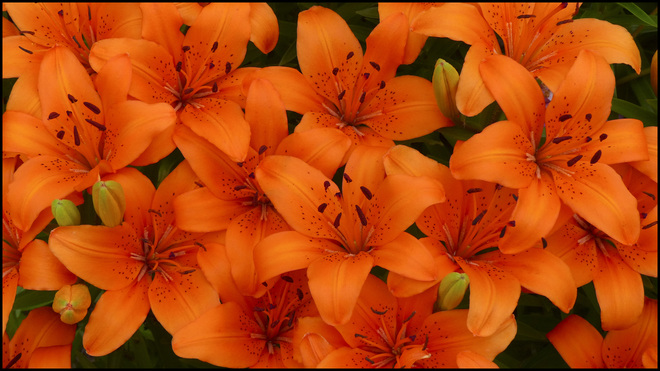A bunch of tiger lilies. 