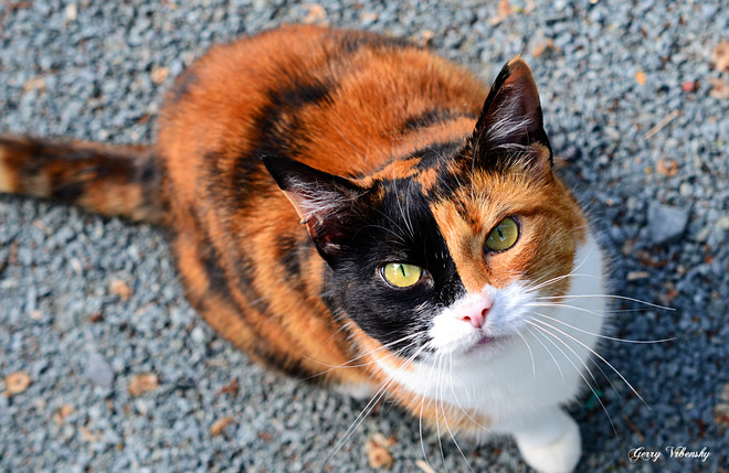 Calico Cat Or Not A Cat Dartmouth, NS
