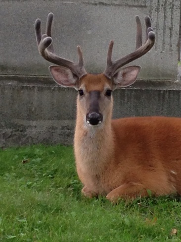 Deer London, Ontario Canada
