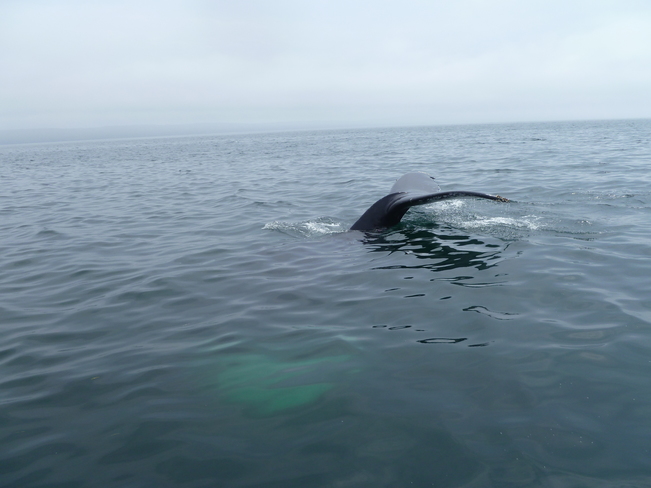 whale Nova Scotia