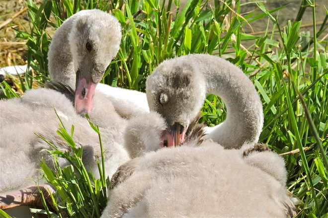 Trumpeter Cygnets Discovering the Flight Feathers 