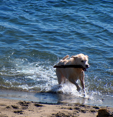 Canine Fun At The Beach Vancouver, BC