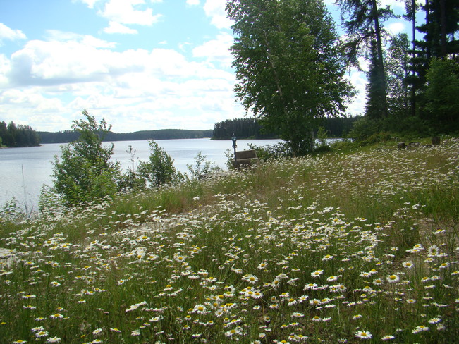 Field of daisies Timmins, ON