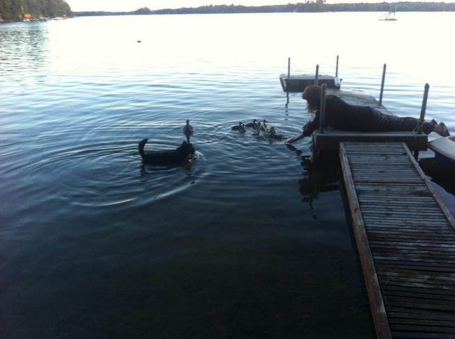 Duck Season 2 Coboconk, Ontario Canada