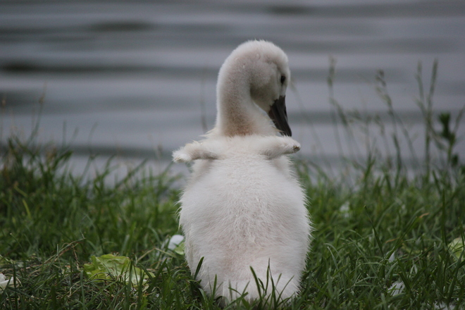 Cygnet trying it"s wings out Stratford, Ontario