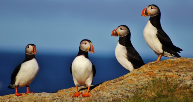A group of Puffins. St. John's, NL