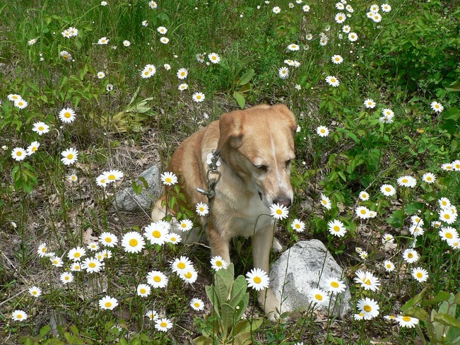 Ella really was sniffing the daisy ! Channel Island, Lake of the Woods, Kenora, Unorganized, ON