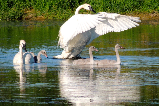 Those Cygnet Wings will be this BIG soon 