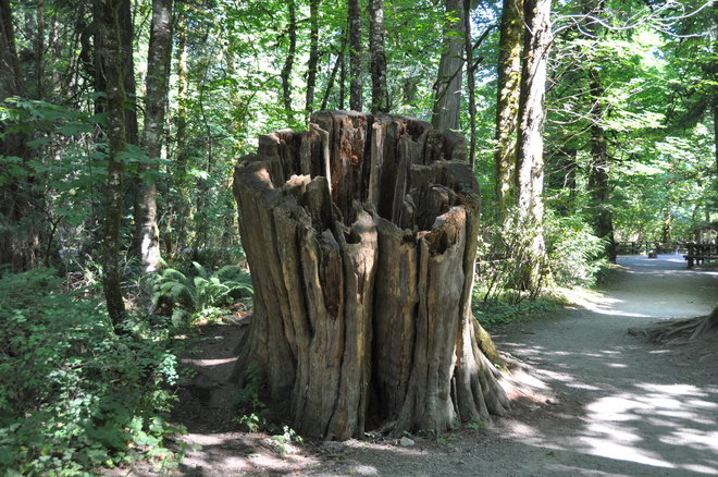 tree stump Victoria, BC