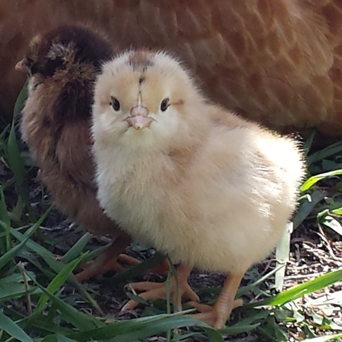 Baby Chickens Lemberg, SK