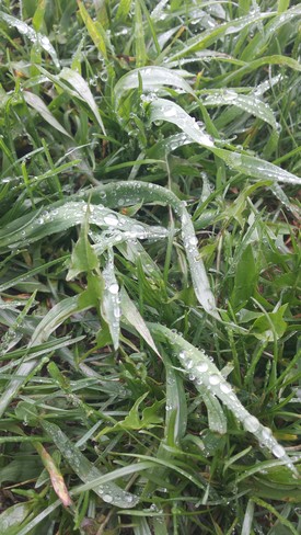 dew on the grass Lemberg, SK