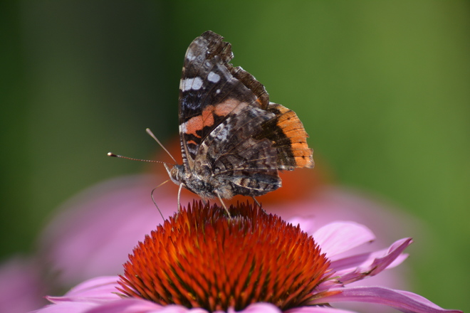 Red Admiral Butterfly! St. Catharines, ON